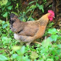 高產蛋雞苗麻羽綠殼蛋公苗紅公雞苗青腳土雞另有半大只小雞苗批發(fā)