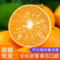四川愛媛38號果凍橙新鮮采摘當季橙子薄皮爆汁水果愛媛橙子果凍橙
