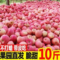 【全年款】陜西紅富士特大蘋(píng)果新鮮應(yīng)季水果脆甜多汁洛川當(dāng)季批發(fā)