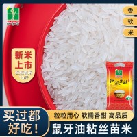 稻金鄉(xiāng)5kg軟鼠牙廣西香米10斤秈米油粘新米絲苗米南方大米長(zhǎng)粒香
