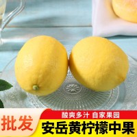 四川安岳黃檸檬新鮮獨(dú)立包裝現(xiàn)摘飲品店原料當(dāng)季水果鮮水果中果