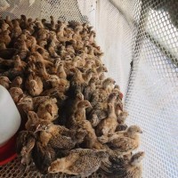 出售青腳麻雞小雞苗活體 麻羽雞土雞苗山地放養(yǎng)蛋雞幼苗批發(fā)價格