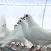 常年供應(yīng)肉鴿子 種鴿 廣場鴿 肉鴿種鴿活體 落地王鴿 廣場鴿子苗