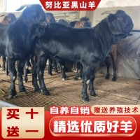 努比亞黑山羊活羊純種小羊活苗 努比亞黑山羊小母羊價(jià)格
