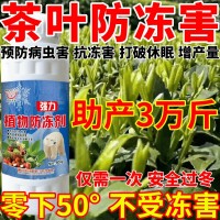 茶葉防凍害物防凍劑抗寒抗凍果樹(shù)蔬菜大棚抗凍劑防倒春寒防霜凍植