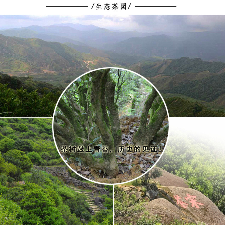 生態(tài)茶園