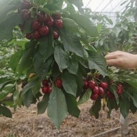 頤正源_大櫻桃 新鮮當(dāng)季水果 現(xiàn)摘現(xiàn)發(fā) 現(xiàn)貨直達(dá)