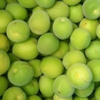 新鮮烏梅廠(chǎng)家批發(fā) 大量現(xiàn)貨 一年一季 自然生長(zhǎng) 酸度適中