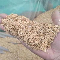 大棚種植 改善土壤稻殼 是種植良好的植物養(yǎng)料 明亮
