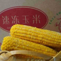 東北速凍黃玉米新鮮速凍即食廠家批發(fā)東北黃玉米批發(fā)