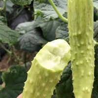 批發(fā)海陽(yáng)白玉黃瓜新鮮現(xiàn)摘蔬菜脆嫩水果黃瓜生吃小黃瓜蔬菜批發(fā)代