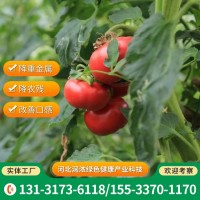 綠絢風(fēng)西紅柿 追施有機(jī)水肥 改善口感 降重金屬農(nóng)殘 快速發(fā)貨