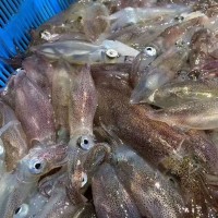 東山本港活凍小管，小魷魚，高品質(zhì)常年供應酒店 商超！鮮甜 嚼勁