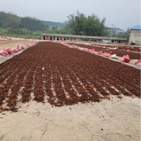 【高品質(zhì)】無硫廣西大紅八角(大料)濃香型正宗家庭廚房罐裝散裝