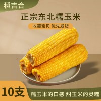 東北黃糯玉米260g以上16cm軟糯香甜真空包裝原產(chǎn)地直采廠家批發(fā)