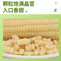 糯玉米香糯玉米棒子即食批發(fā)代餐真空裝整箱10根甜玉米一件代發(fā)