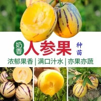 人參果苗秧長(zhǎng)壽紫茄果人生果籽盆栽大苗當(dāng)年結(jié)果南北方種植試種