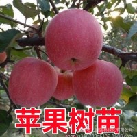 蘋(píng)果樹(shù)果苗嫁接紅富士冰糖心南方北方種植盆栽地栽當(dāng)年結(jié)果蘋(píng)果苗