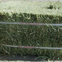 苜蓿草料牛馬羊動物園養(yǎng)殖場飼料草料牧草大捆小捆紫花苜蓿草草捆