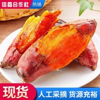 新鮮蜜薯.正宗山東沙地蜜薯.地瓜紅薯煙薯25號(hào)煙薯店用批發(fā)50斤