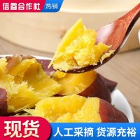 農(nóng)家山芋蜜薯 紅薯西瓜紅蜜薯 新鮮沙地番薯地瓜糖心蜜薯整箱