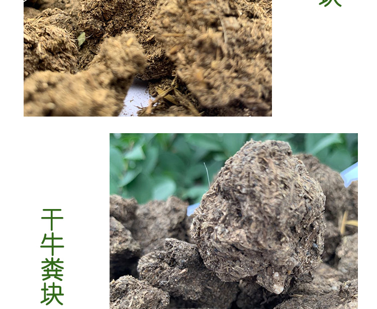曬干牛糞_11.jpg