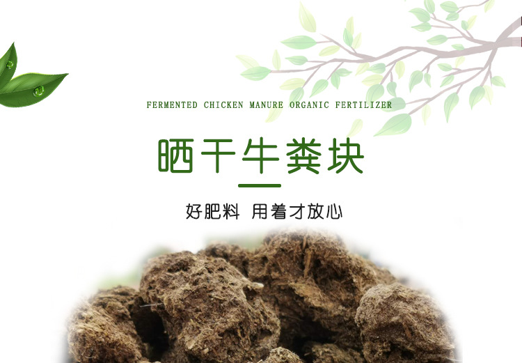 曬干牛糞_01.jpg