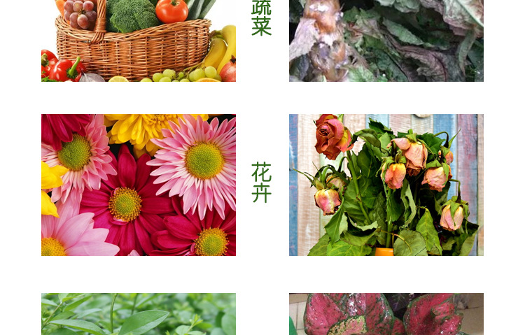 曬干牛糞_07.jpg