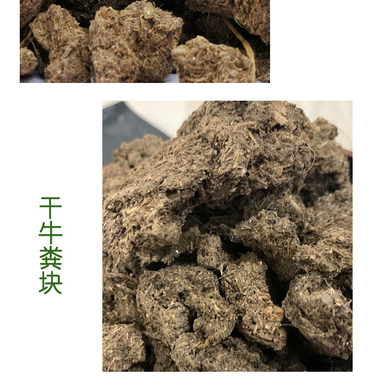 曬干牛糞_13.jpg