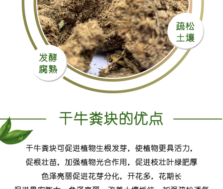 曬干牛糞_03.jpg
