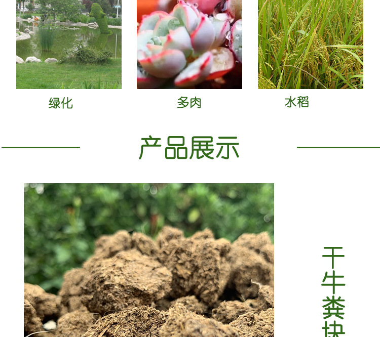 曬干牛糞_10.jpg