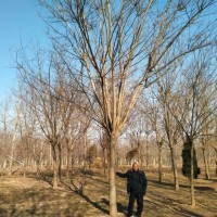 國(guó)槐基地 清地退林 廠家直銷：3-50公分國(guó)槐樹(shù) 規(guī)格齊全