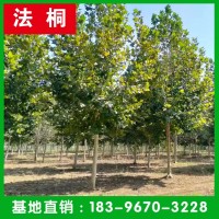 法桐基地 清地退林 廠家直銷：3-50公分法桐樹(shù) 法國(guó)梧桐 懸鈴木