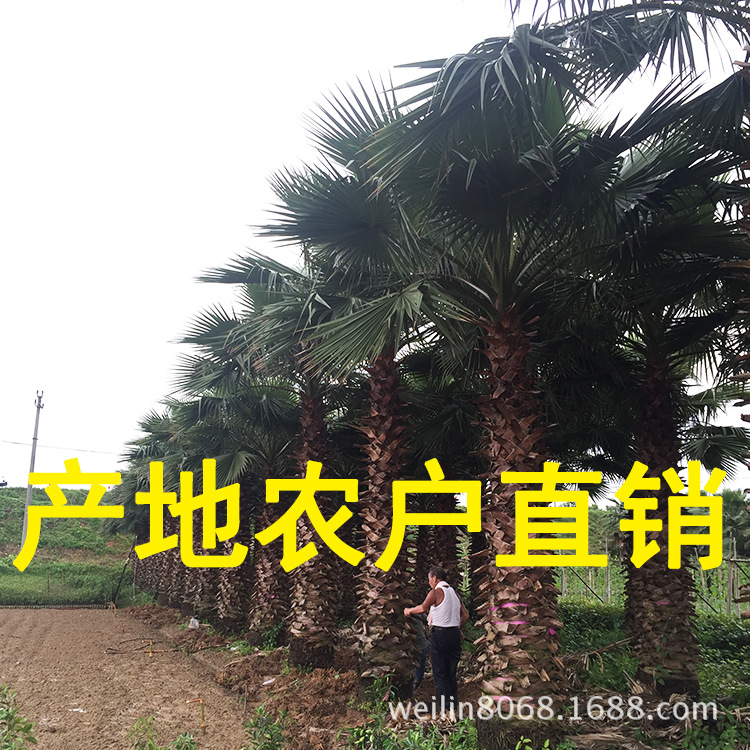 老人葵(華棕)(華盛頓棕櫚)