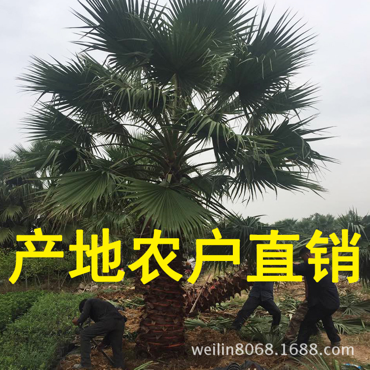 老人葵(華棕)