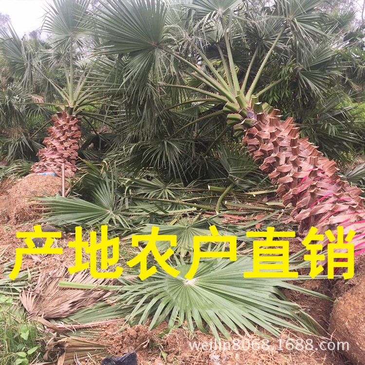 老人葵(華棕)