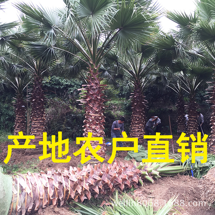 老人葵(華棕)(華盛頓棕櫚)