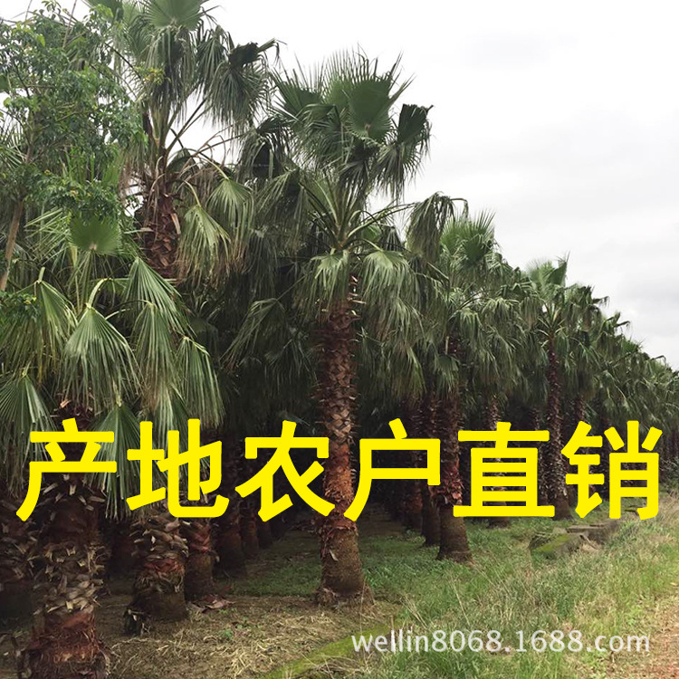 老人葵(華棕)