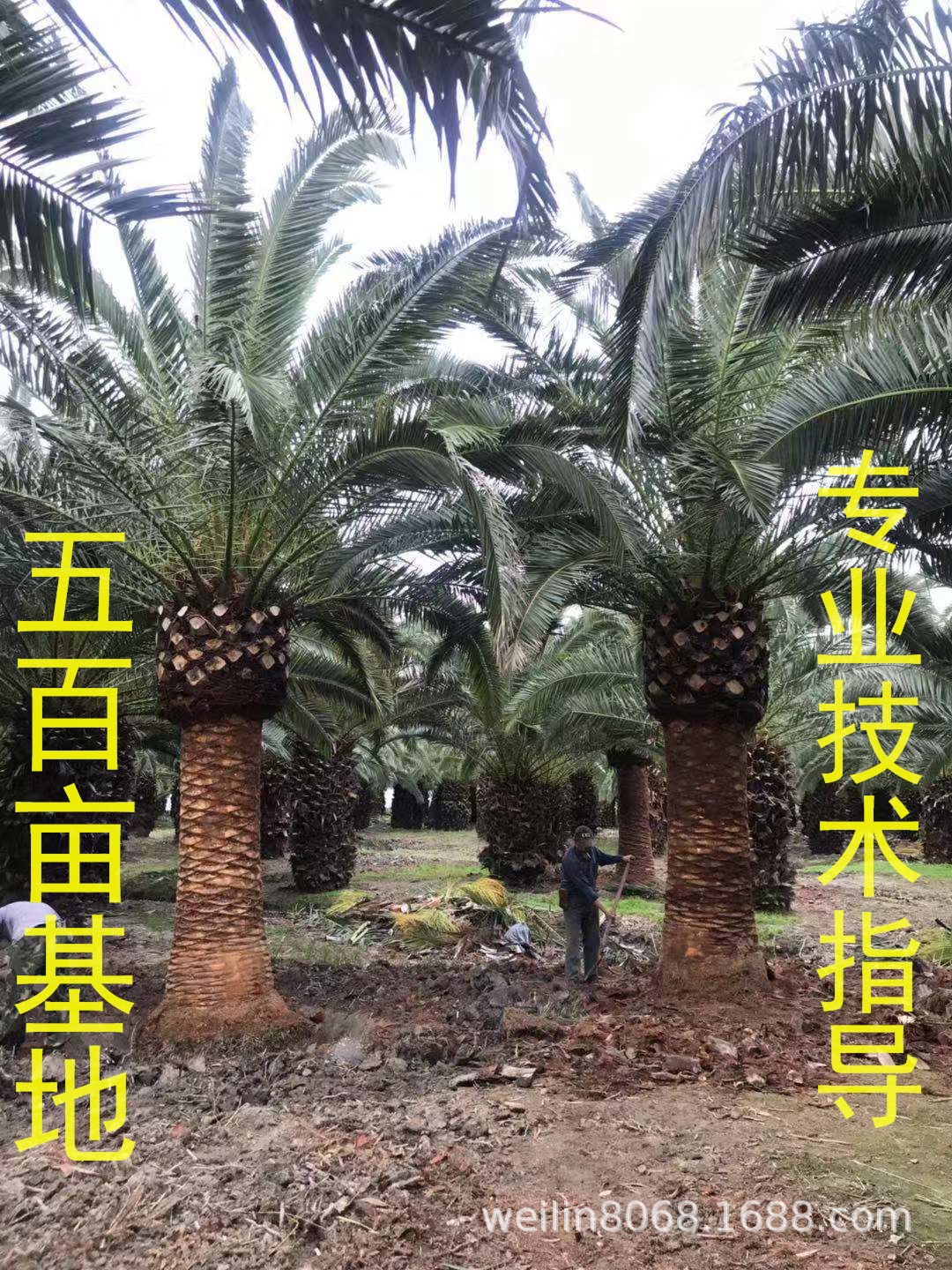 加拿利海棗