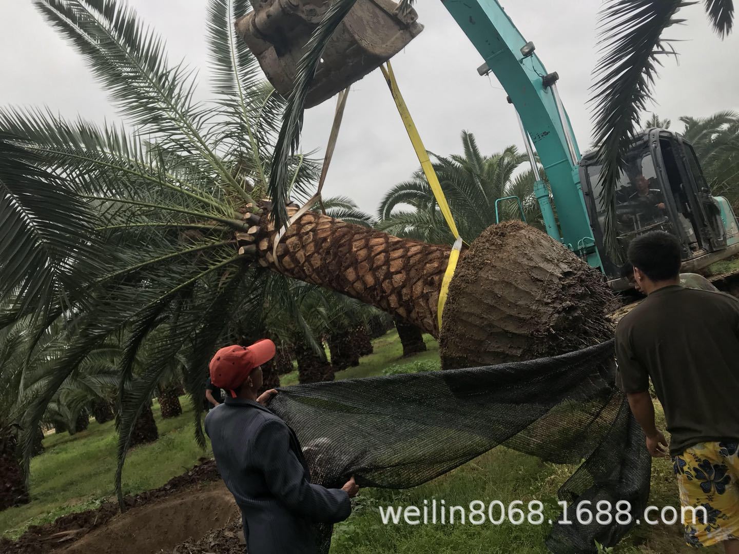 加拿利海棗