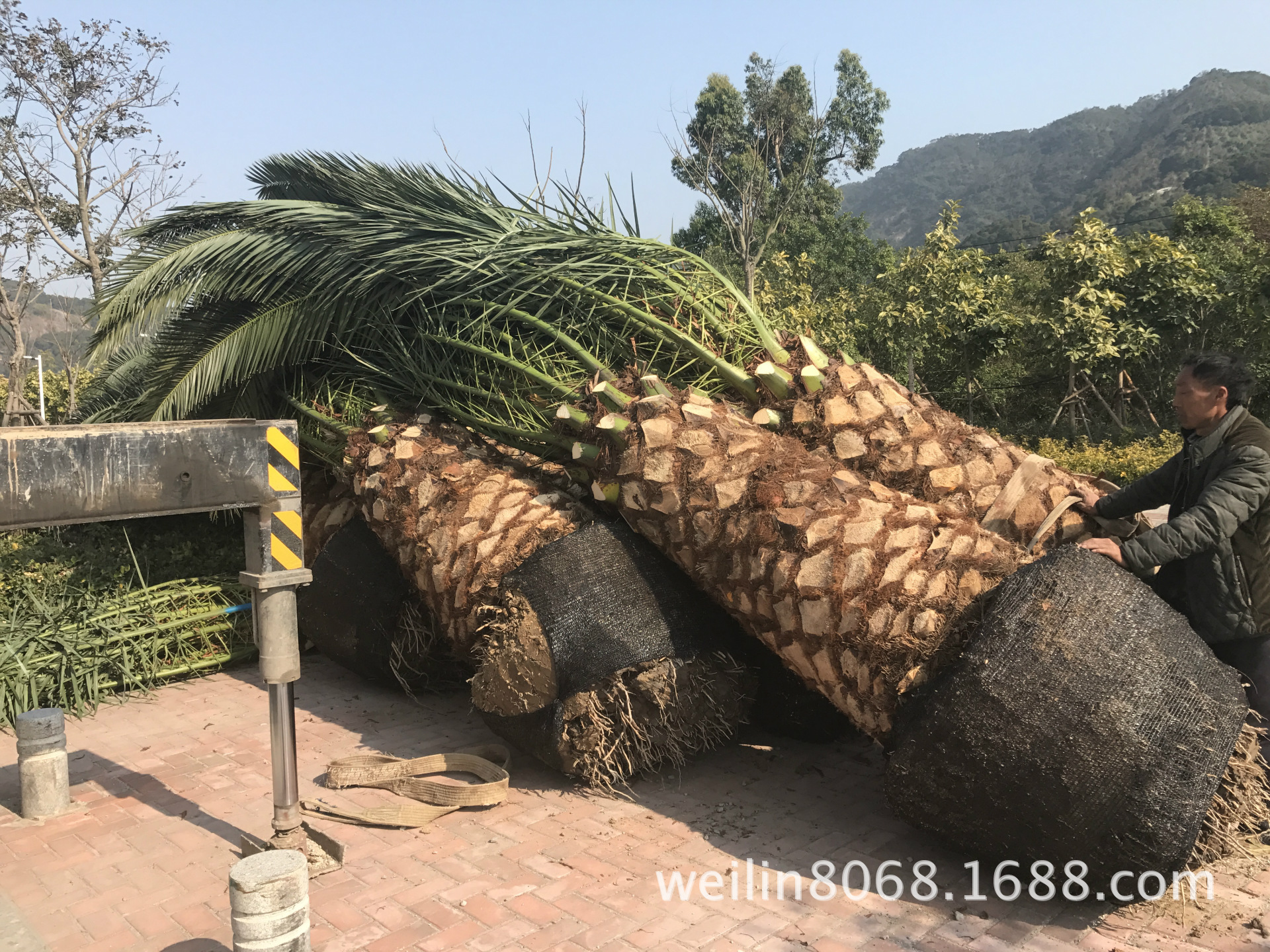 加拿利海棗
