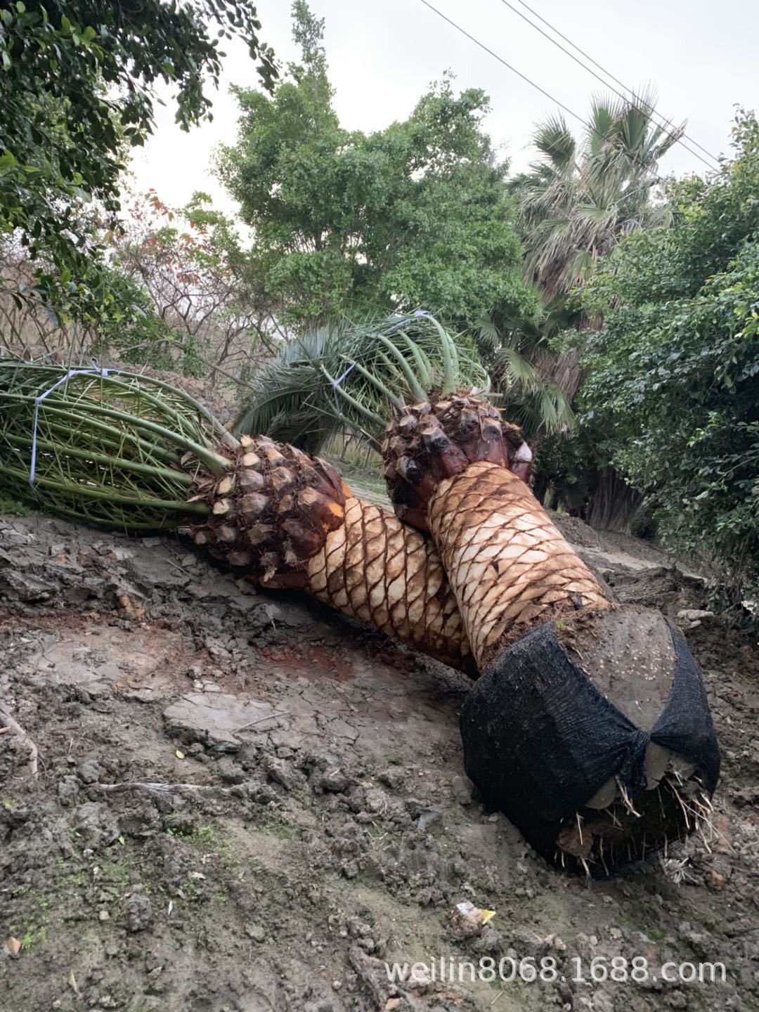 加拿利海棗
