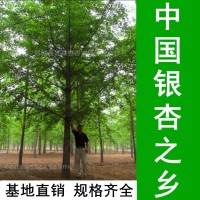 中國(guó)銀杏之鄉(xiāng)-銷售1-80公分銀杏樹(shù) 基地直銷 規(guī)格齊全 數(shù)量充足