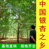 中國(guó)銀杏之鄉(xiāng)-銷售直徑1-90公分銀杏樹(shù)苗木 基地直銷 數(shù)量充足