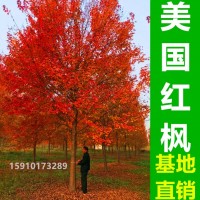 美國(guó)紅楓基地銷售5-30公分美國(guó)紅楓樹(shù) 秋火焰 紅點(diǎn) 紅冠 規(guī)格齊全