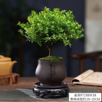 小葉赤楠植物盆栽老樁花卉盆景辦公室內(nèi)好養(yǎng)四季常綠陶瓷盆綠植