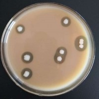 液態(tài)肥發(fā)酵劑 用于井水腐殖酸鉀黃腐酸鉀釀造殘液過濾后的沼液