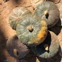 小南瓜實(shí)惠云南沙漠寶寶輔食板栗味無(wú)負(fù)擔(dān)零食板栗南瓜甜糯老南瓜