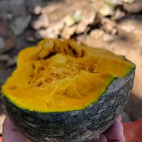 實(shí)惠沙漠板栗南瓜老南瓜甜糯非小南瓜輔食10斤批發(fā)速賣(mài)通代發(fā)跨境