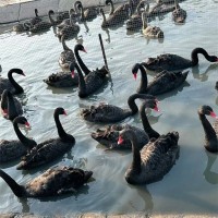 動物園觀賞黑天鵝幼苗飼養(yǎng)指導 科學養(yǎng)殖 適應能力強